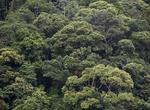 Explore the Southeast Atlantic Forest Reserves, Brazil (UNESCO site)
