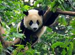 Visit Wolong National Nature Reserve, China (UNESCO site)