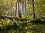 Explore Białowieża National Park (Puszcza Białowieska Forest), Poland (UNESCO site)