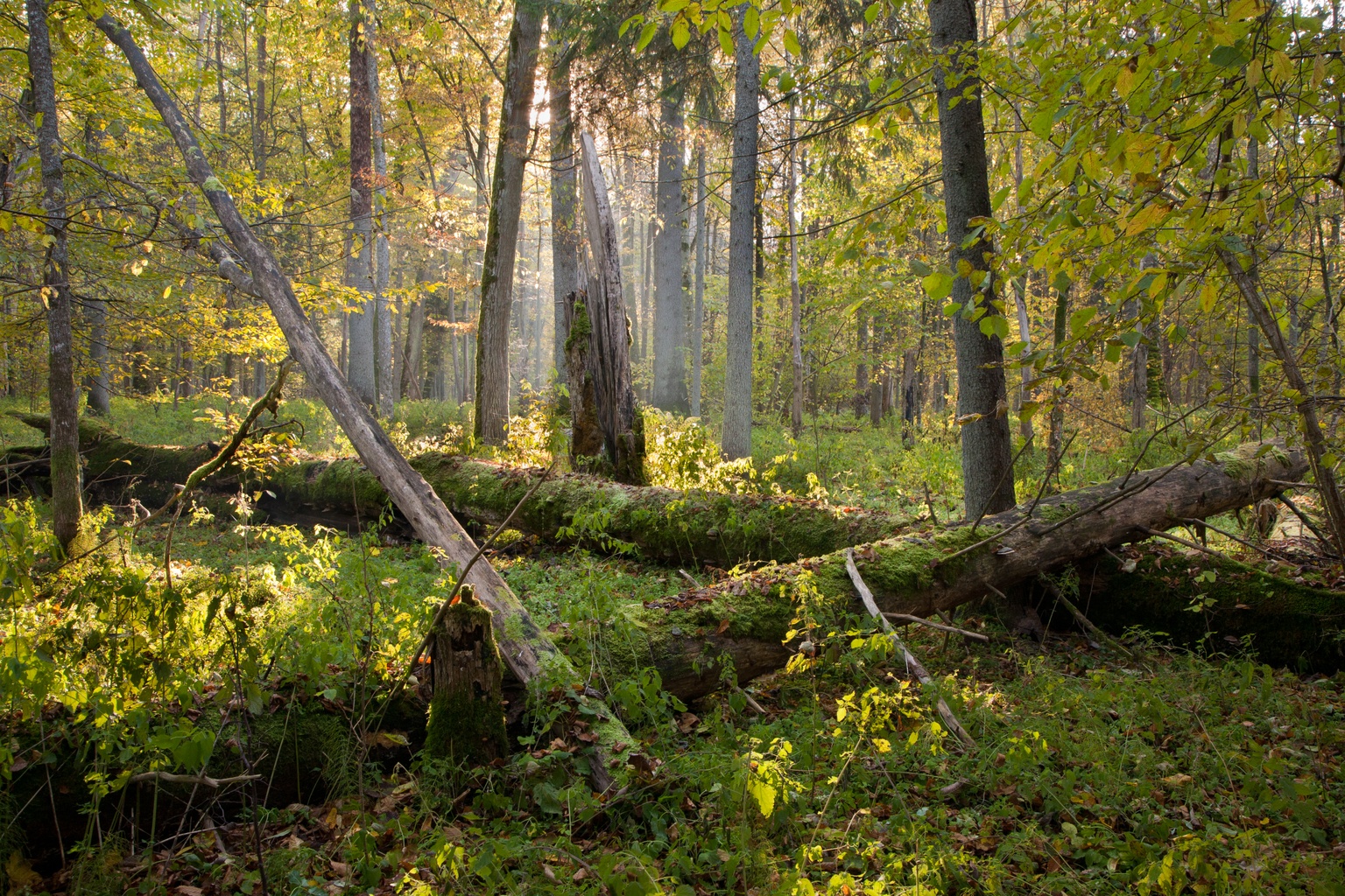 Białowieża National Park (Puszcza Białowieska Forest)