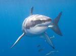 Dive with Great Whites Sharks off Guadalupe Island, Baja California, Mexico