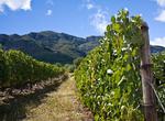 Wine Tasting in Cape Winelands, South Africa