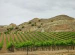 Wine Tasting in Central Otago, New Zealand