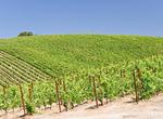 Wine Tasting in Paso Robles, California