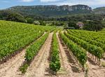Wine Tasting in Provence, France