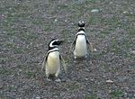 See Magellanic Penguin at Punta Tombo, Patagonia, Argentina