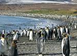 Visit South Georgia & South Sandwich Islands