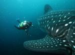 Dive with Whale Sharks off Darwin (Culpepper) Island , Galápagos