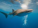 Swim with Whale Sharks in the Maldives