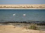 Visit Hawar Islands, Bahrain