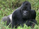 See Mountain Gorillas in Volcanoes National Park, Rwanda