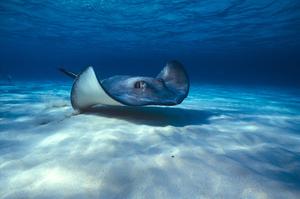 Stingray City