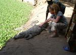 See Crocs at Kachikally Crocodile Pool, Gambia