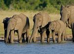 Explore Hwange National Park, Zimbabwe