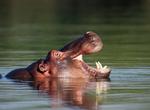 See Hippos in the Wild