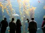 Visit Birch Aquarium, La Jolla, California