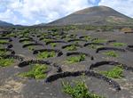 Wine Tasting in La Gería, Lanzarote, Canary Islands (UNESCO site)