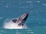 See Southern Right Whales off Hermanus, South Africa
