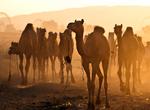 Attend Pushkar Camel Fair, India