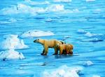 Visit "Polar Bear Capital of the World", Churchill, Manitoba, Canada