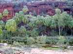 See Palm Valley, Northern Territory, Australia