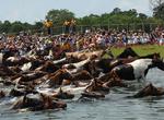 Attend Pony Penning, Chincoteague, Virginia