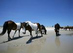 Visit Assateague Island, Maryland and Virginia