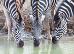Explore Mkuze Game Reserve, South Africa (UNESCO site)