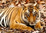 See Bengal Tigers in Bandhavgarh National Park, India