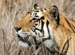 See Bengal Tiger at Kanha National Park, India