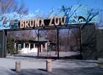Visit Bronx Zoo, NYC