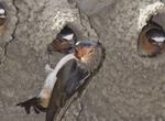 Watch the Swallows Return to Mission San Juan Capistrano, California