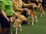 Attend Westminster Kennel Club Dog Show, NYC