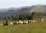 Stay at the Ranch At Rock Creek, Philipsburg, Montana