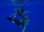 Swim with Whale Sharks on Ningaloo Reef, Western Australia