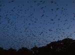 See the Bats at Bracken Cave, Texas