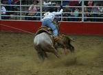 Attend San Antonio Stock Show & Rodeo, Texas