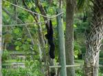 Visit Monkey Jungle Park and Research Center, Miami, Florida
