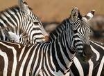 See Zebras in the Wild