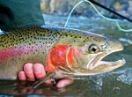 Fish the Top 10 Fly Fishing Spots in the World