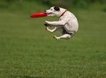 Teach My Dog to Catch a Frisbee