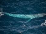 See a Blue Whale