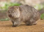See a Wombat in the Wild, Australia