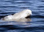 See Beluga Whales in the Wild