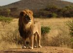 See Africa's Big Five (Big 5) in the Wild