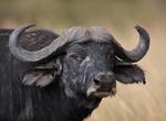 See African/Cape Buffalo in the Wild