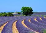 See Lavender Fields in Provence, France