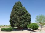See Sarv-e Abarkuh Tree, Abarkuh, Iran