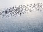 See Starling Murmuration on Brighton Pier, England