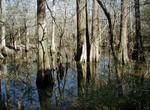 Explore Big Thicket National Preserve, Texas